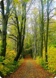 Birkenweg